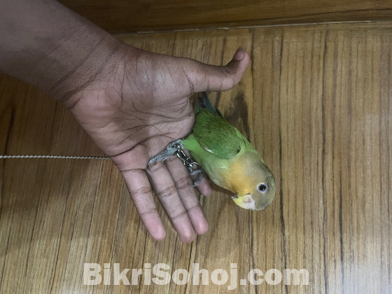 Green Fisher Love Bird Female